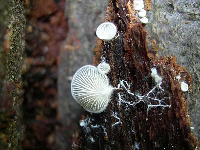 Funghi di frontiera